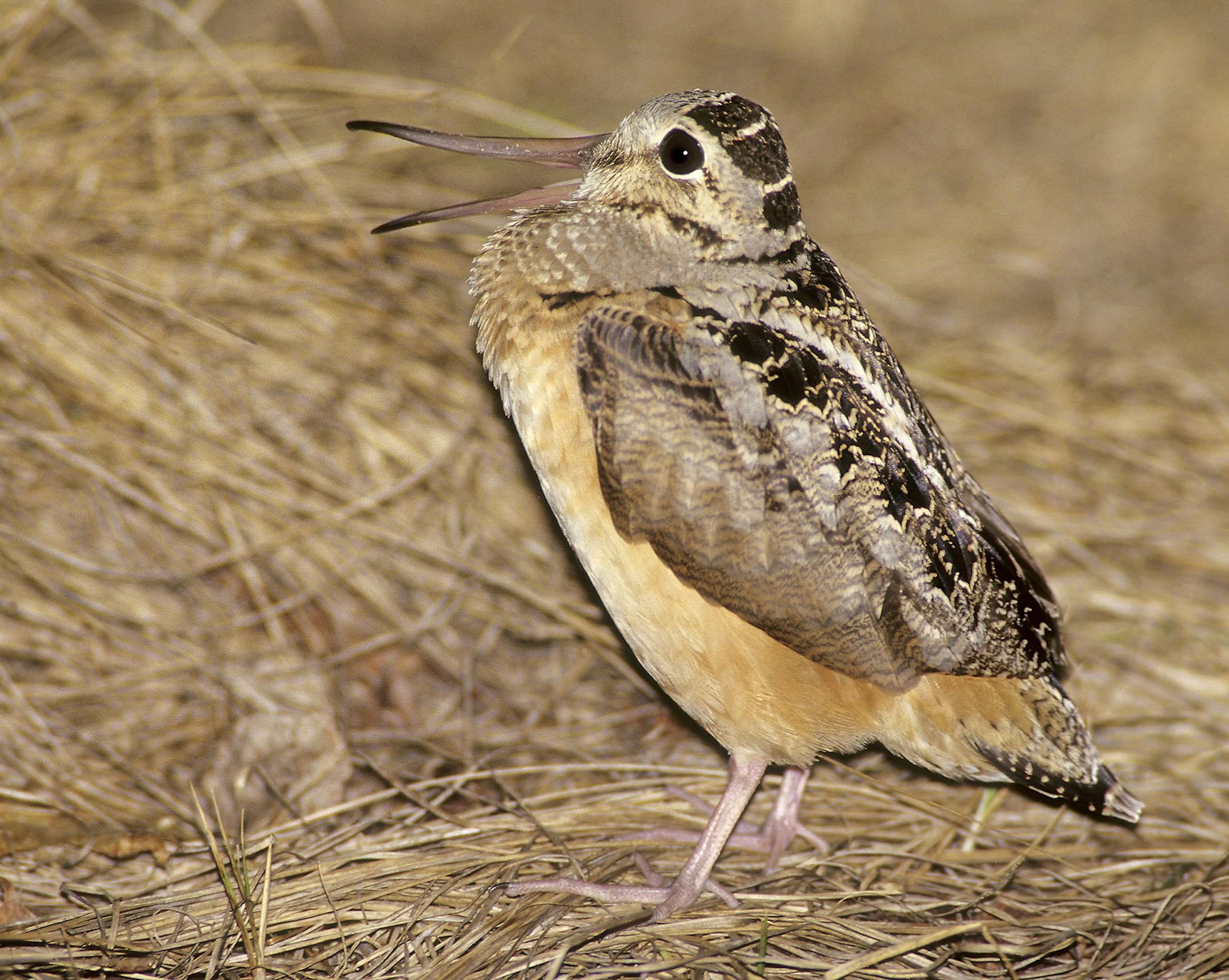 ONE TIME USE: 01262-006.10 American Woodcock male peenting during ground time between dusk courtship flights
