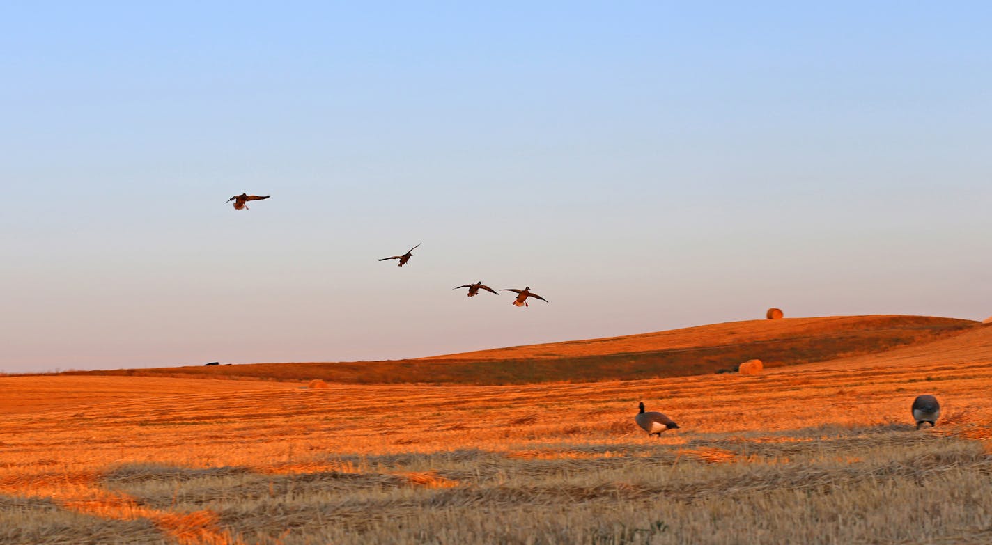 North Dakota's vast western praries and croplands have been visited regularly each fall by Bud Grant during the 35 years or so since he retired as Vikings coach.