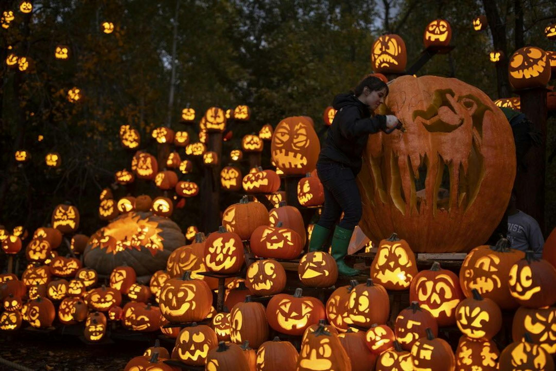 As darkness fell, Andrea Goldberg finished up carving a giant pumpkin that was one of the focal points of a huge display of 100's of pumpkins along the trail.
