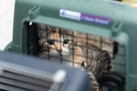 Loopie, a 1-year-old cat, is one of the 42 animals seized in a recent investigation of Happy Tails Rescue in Fridley. Eleven of those animals are now 