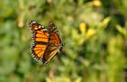 Monarch butterflies were lingering far north for late fall