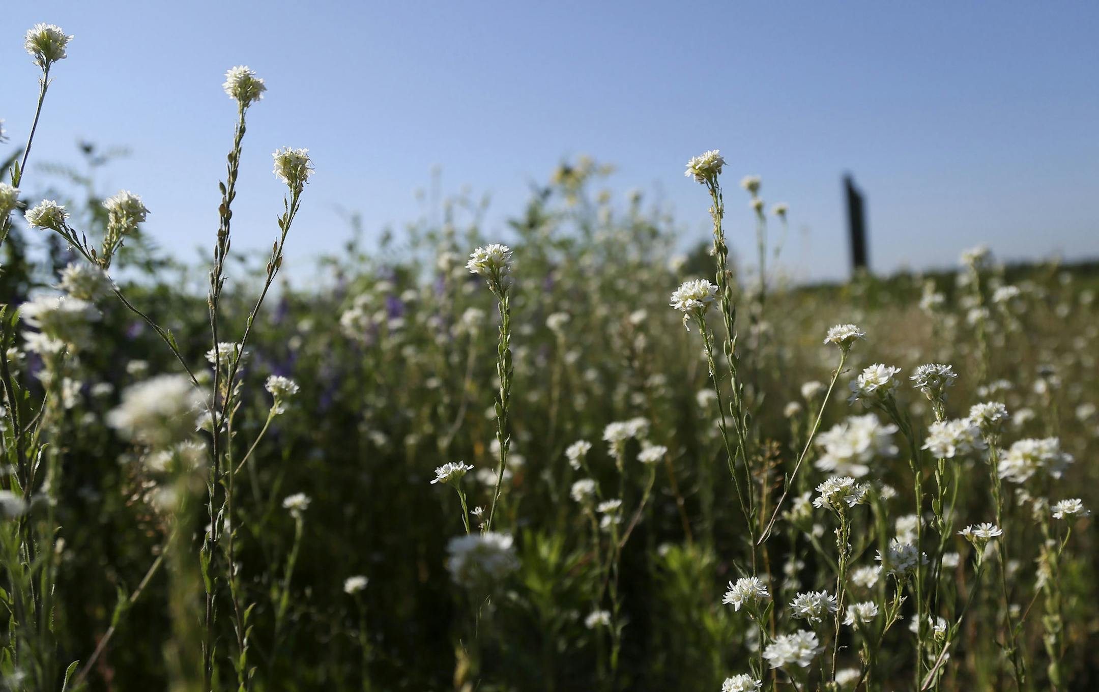 Wild flowers in a meadow Tuesday, June 24, 2014, at the Columbus Lake Conservation Area near Forest Lake, MN.] (DAVIDJOLES/STARTRIBUNE) djoles@startribune. Eagles soar, deer graze and turkeys waddle around one of the newest and most prized pieces of wetland, woods and prairie habitat bought with state Legacy Amendment funds in northeastern Anoka County. The 258-acre chunk of wilderness, now called the Columbus Lake Conservation Area, is a key link in a wildlife corridor, staving off home develop