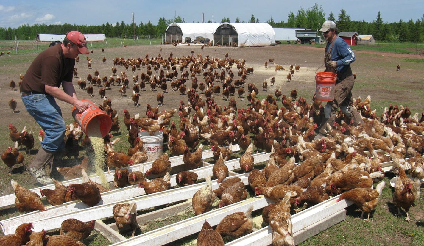 RICK NELSON rdnelson@startribune.com Locally-laid eggs for Taste