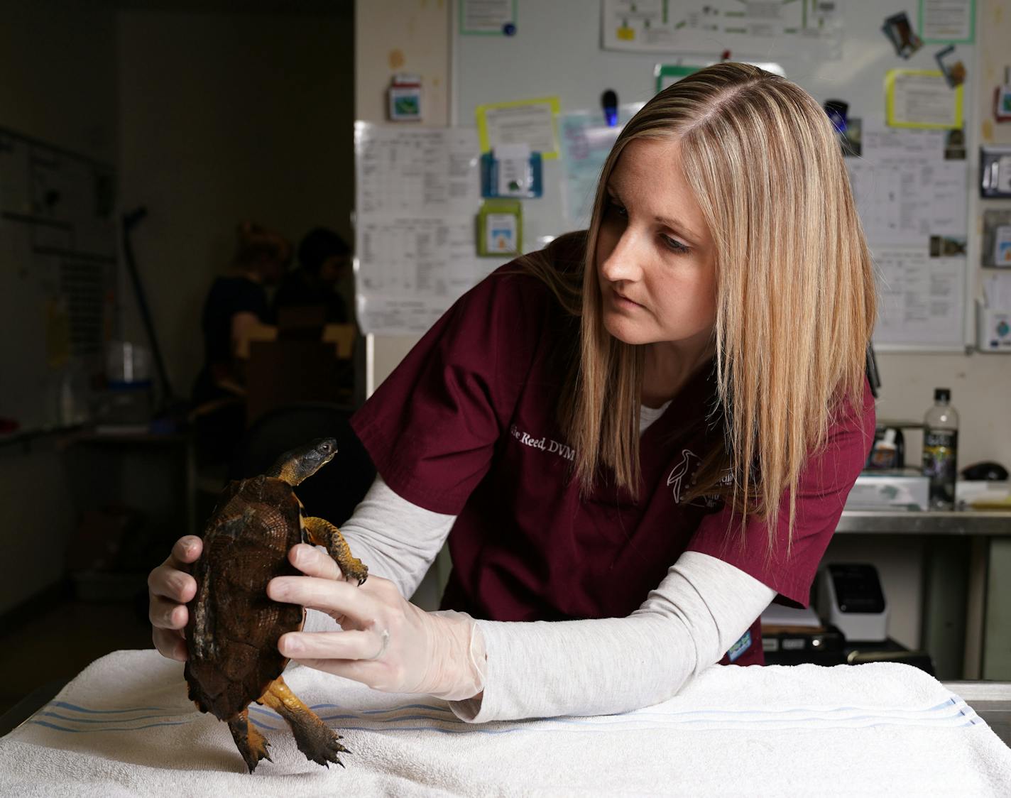 Dr. Leslie Reed examines a wood turtle that was hit by a car. Shell repair is among her specialties.