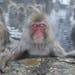 A photo provided by Toshio Hagiwara of snow monkeys bathing in natural hot springs in Yamanouchi, Japan. Photogenic snow monkeys have been a longtime 