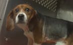 Undercover investigation into Charles River Laboratories - Mattawan, MI. This is one of twenty-one beagles killed in a test of two substances that hav