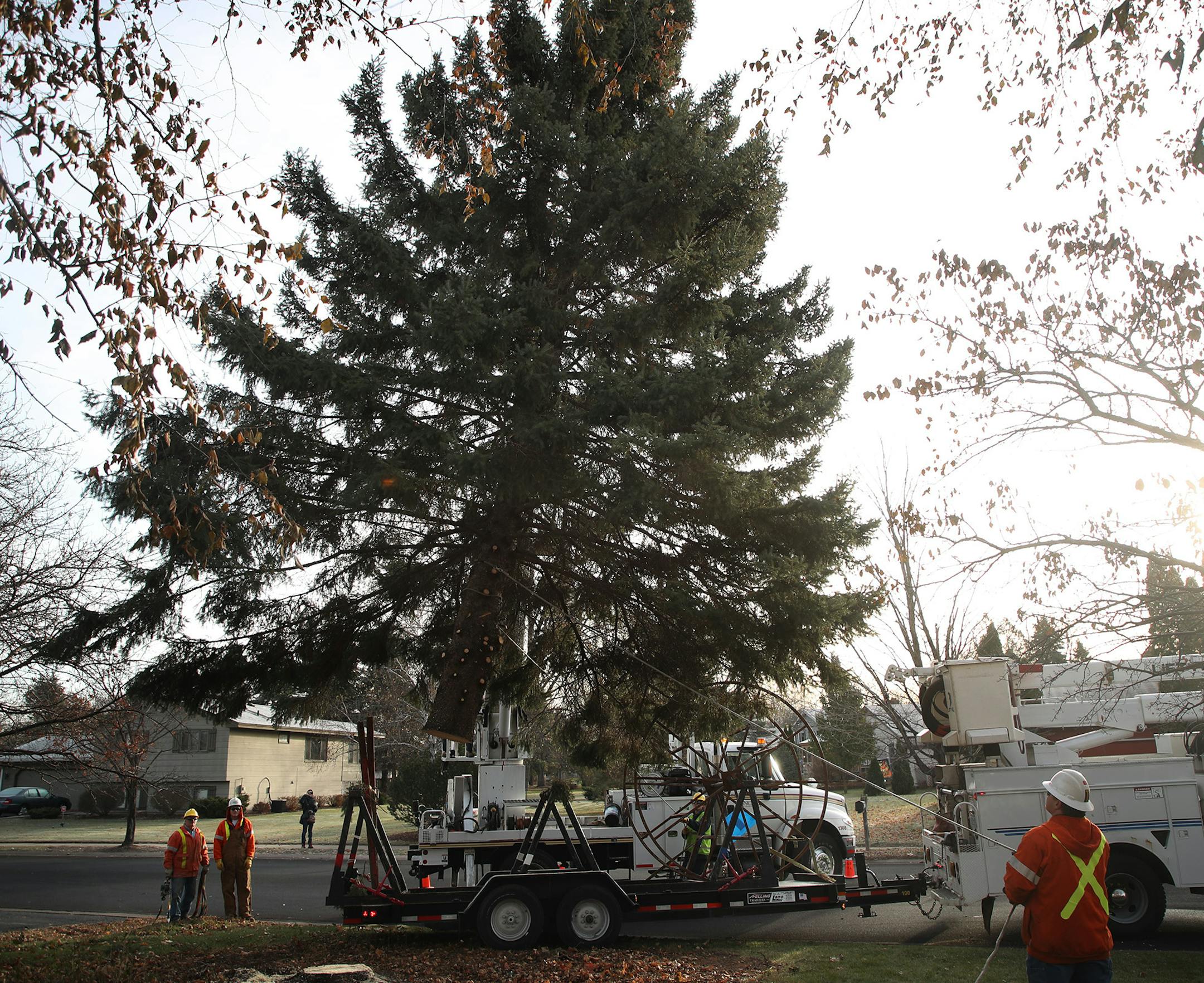Anoka city crews removed a 44-foot Black Hills spruce tree from Bob Brass yard Monday November 20, 2017 in Anoka, MN. The tree will serve as this years Christmas tree and will be placed in front of City Hall.] JERRY HOLT ï jerry.holt@startribune.com
