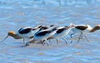 When the tide comes in, avocets forage on the water like a veritable army.