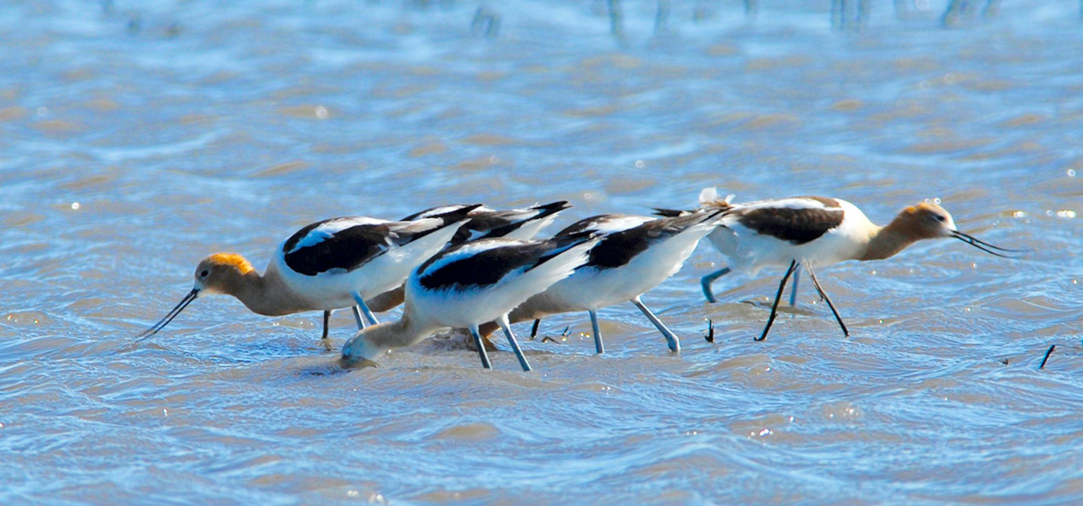 When the tide comes in, avocets forage on the water like a veritable army.