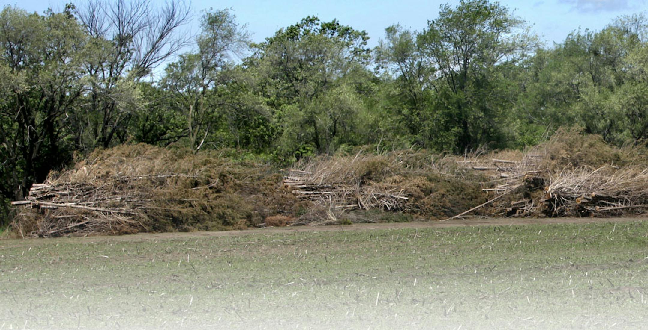 Buckthorn and other invasive plants waited in a cornfield in the Anoka Nature Preserve to be ground into mulch.