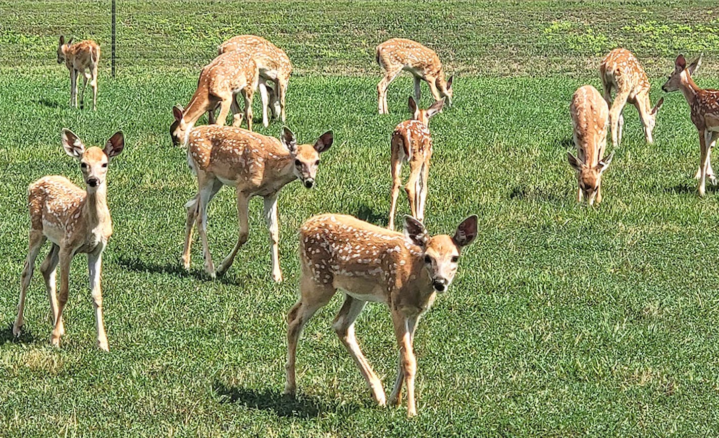 Captive fawns grazing on a deer farm in southwestern Minnesota by Scott Fier, president of the Minnesota Deer Farmers Association. Photo provided by Scott Fier