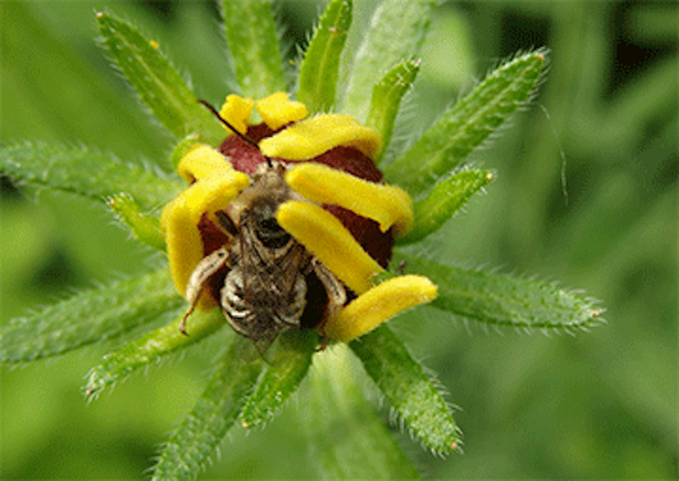 A bee curled up in a black-eyed Susan flower. Pictures are from Susan Damon's pollinator friendly bee garden in St. Paul, Minn., all photographed throughout the spring and summer of 2014. ]