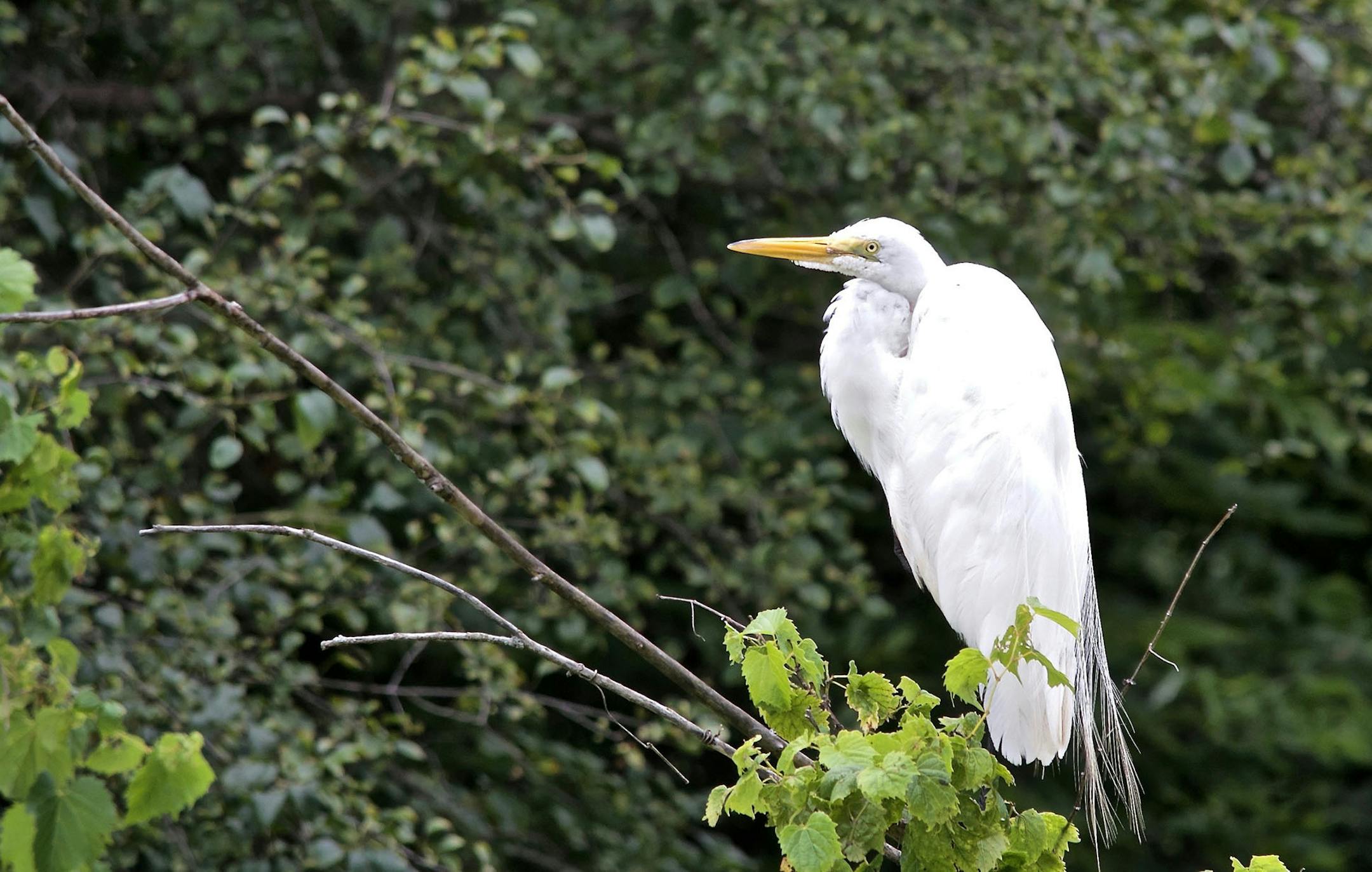 Egret for My Portal Species