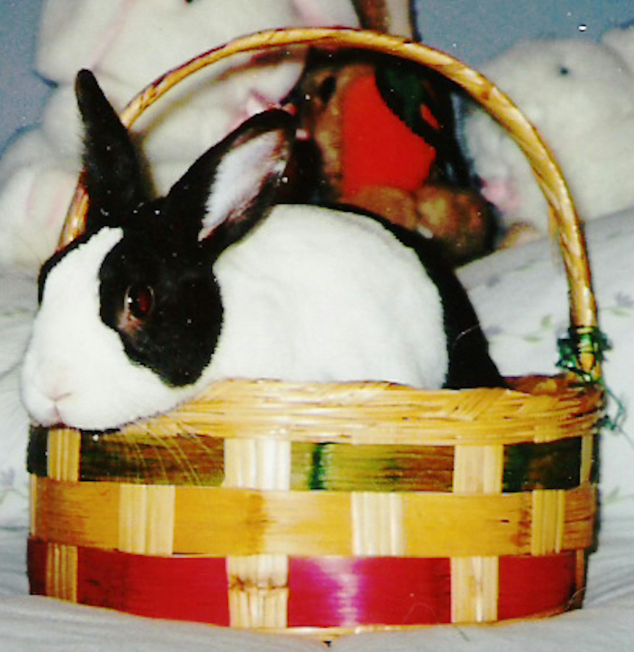 Dexter, a three-year-old Dutch bunny owned by Peggy Lenius of Bloomington, is ready for Easter.