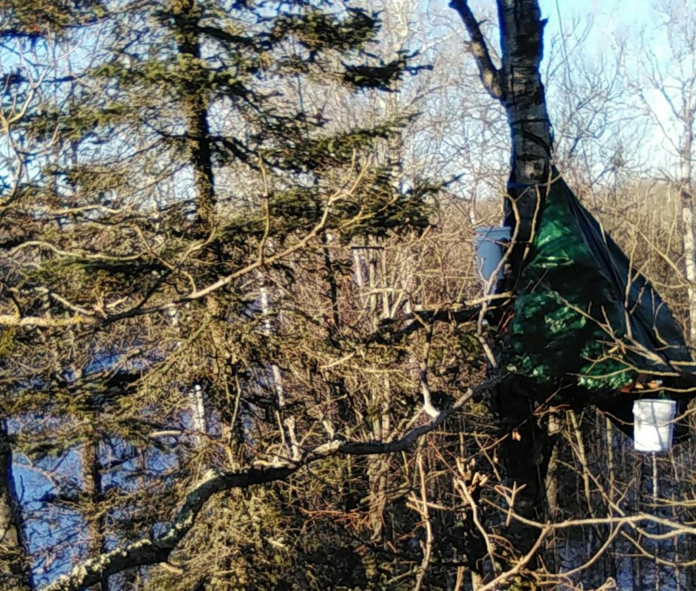 A protester mounted a tree near the Mississippi River in Aitkin County on Friday to deter construction on the Enbridge Line 3 pipeline in norther Minnesota. Courtey Giniw Collective