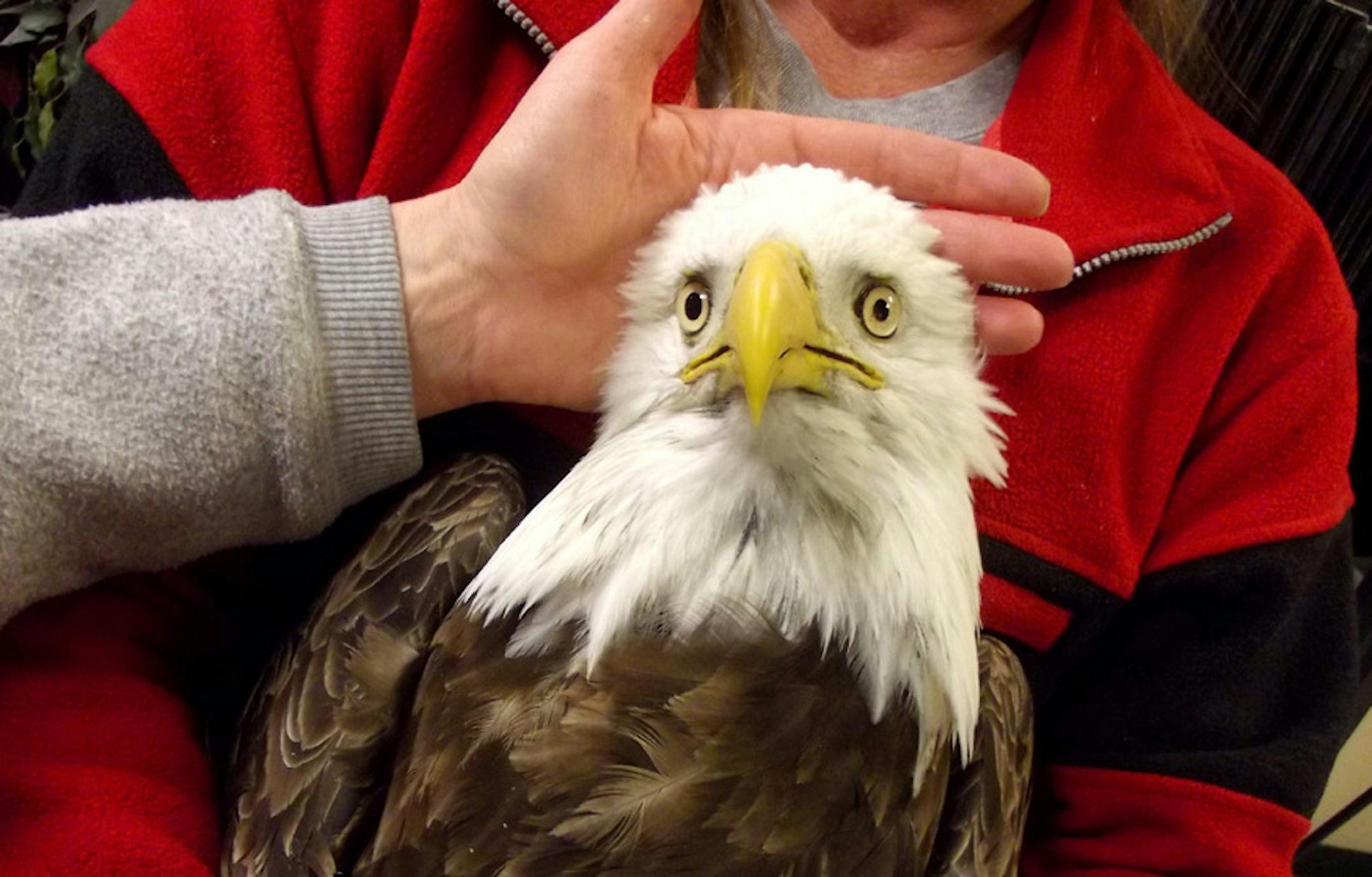 This undated image provided by the Wildlife Rehabilitation Center of Northern Utah shows one of four bald eagle that was brought into the center, but eventually died. They each had symptoms: body tremors and paralysis. Four bald eagles have died in northern Utah in the past two weeks, raising alarms among state wildlife officials. (AP Photo/Wildlife Rehabilitation Center of Northern Utah) ORG XMIT: MIN2013122915080127 ORG XMIT: MIN1312291510404857