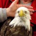 This undated image provided by the Wildlife Rehabilitation Center of Northern Utah shows one of four bald eagle that was brought into the center, but 