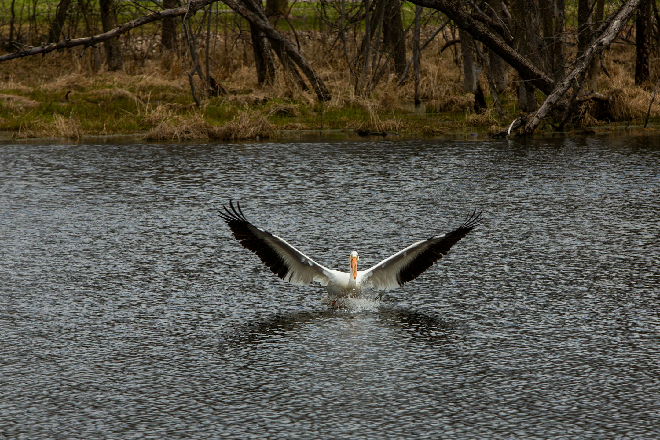 A pelican lands in Keller Lake Sunday, April 23, 2023, during a period of high spring flooding in Maplewood.