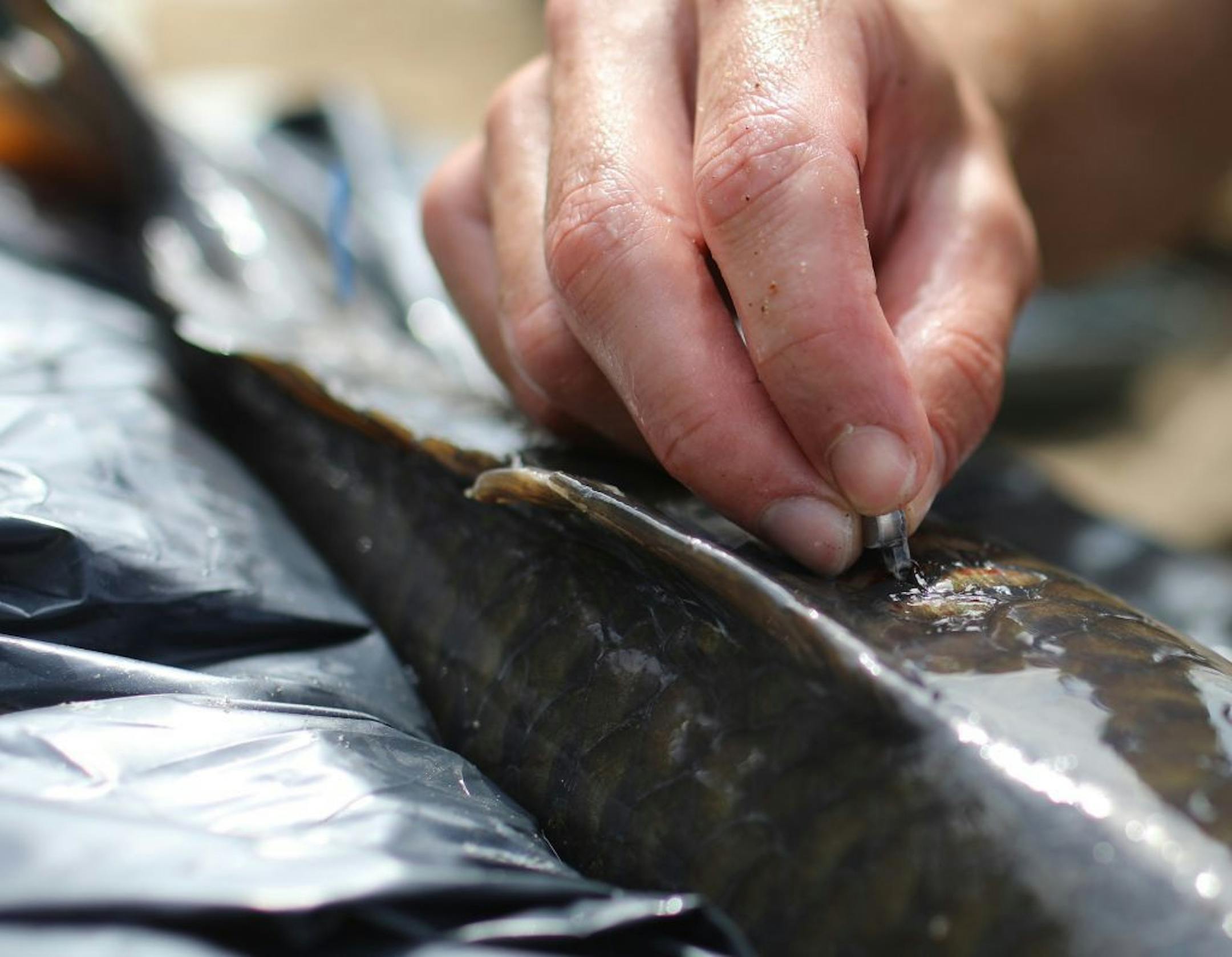 Jeff Whitty, University of Minnesota researcher in Fisheries, Wildlife and Conservation Biology, works to implant a transmitter in a common carp taken from the Mississippi River earlier in the morning by shocking the water with a strong electrical charge to temporarily stun the fish Tuesday, Sept. 17, 2019, in Genoa, WI. The common carp implanted with transmitters to track their movement were then released back into the Mississippi River to test technology placed at nearby US Lock and Dam number