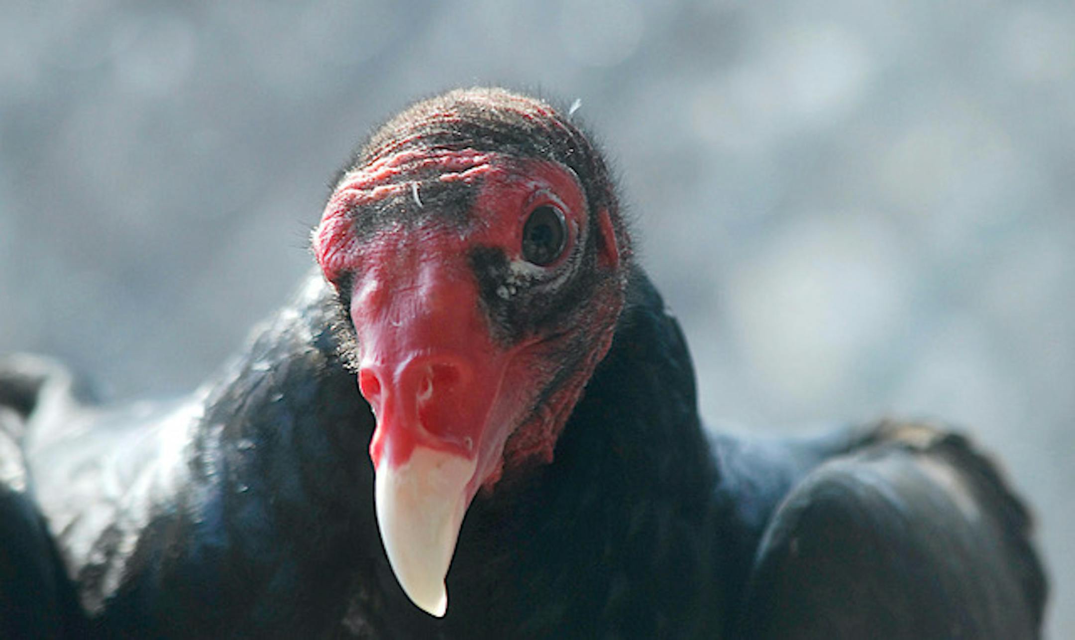A closeup of a turkey vulture's bald head with red face.