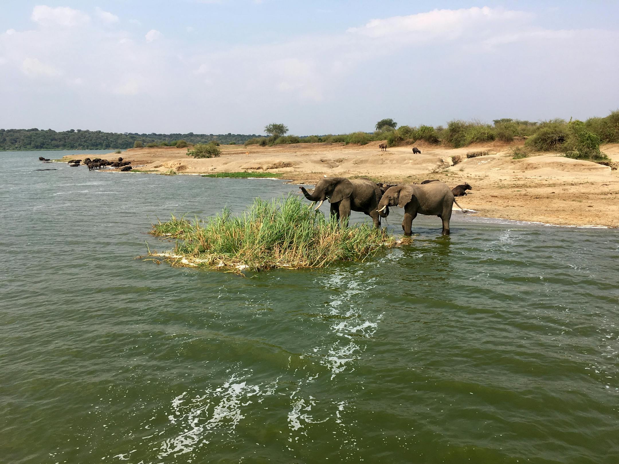 Elephants cool off and munch on the greenery in the Kazinga Channel in Uganda&#xd5;s Queen Elizabeth National Park. (photo by James Eli Shiffer)