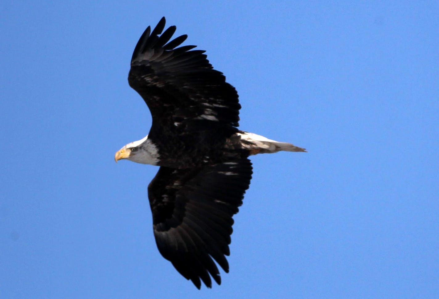 A bald eagle cruises the waters Wednesday, Jan. 7, 2015, on the Mississippi River in Red Wing, MN.](DAVID JOLES/STARTRIBUNE)djoles@startribune.com Bald eagles on Mississippi River