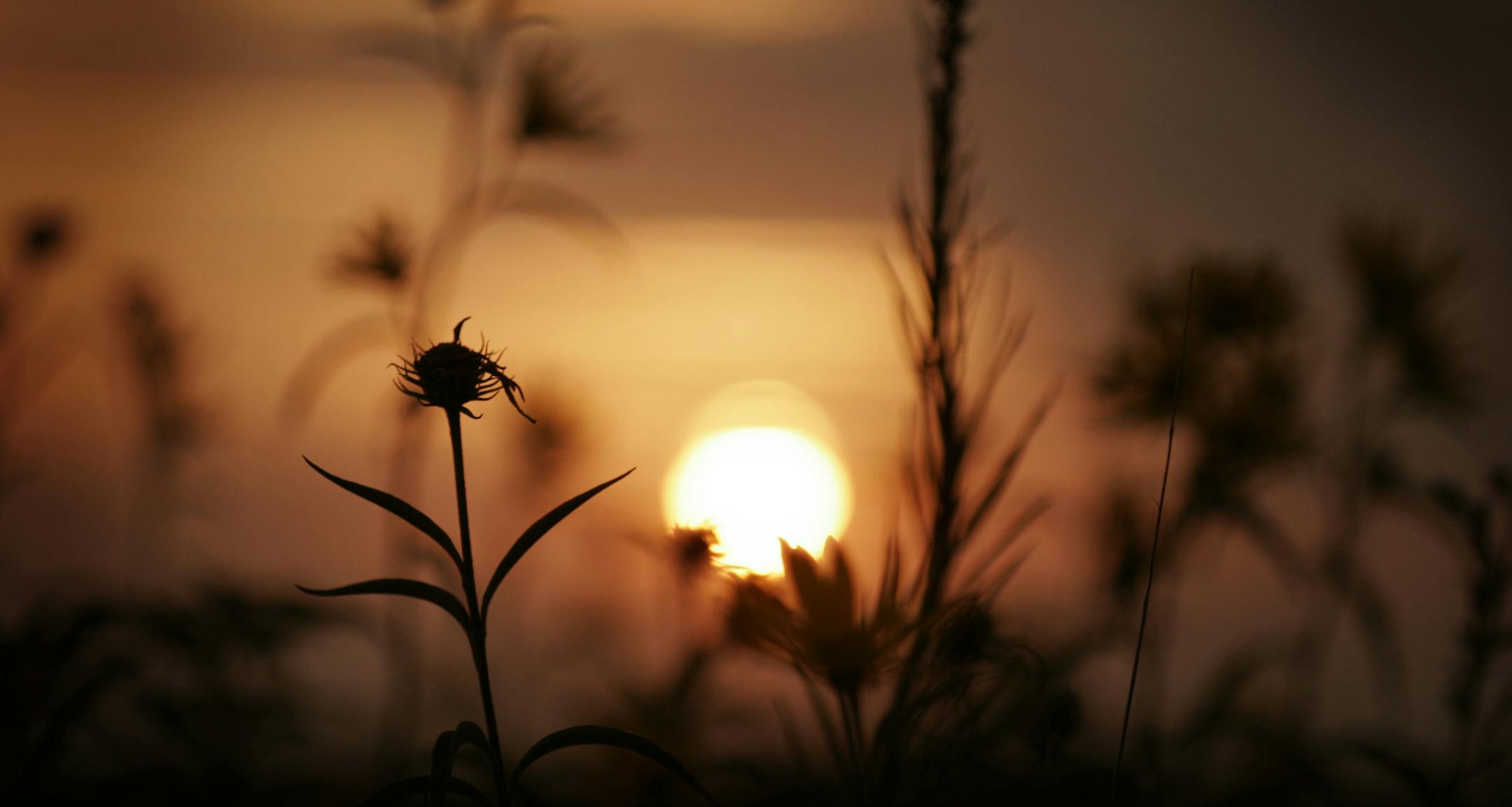 Glacial Ridge National Wildlife Refuge- 8/26/2005 Brian Peterson/Star Tribune The sun sets through the diverse plants of the tallgrass prairie. Less than 1% of Minnesota's native prairie remains unplowed. ORG XMIT: MIN2013091814422200