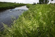A buffer strip of grass and trees along the Rock River west of Edgerton is an example of the protective strips that help filter runoff. (BRIAN PETERSO