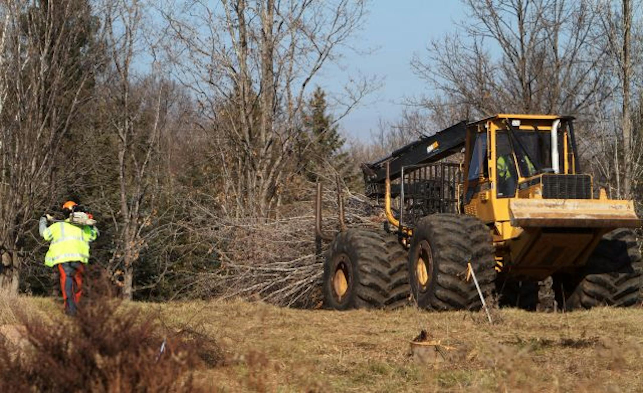 Tree cutters work to clear brush and trees for a new gas pipeline that goes through Lake Rebecca Park Reserve.