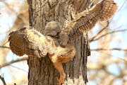 Young birds can be very active in and around their nest home. They stand on nearby branches, they hop, they fall. If you are a great horned owl chick,