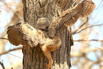 Young birds can be very active in and around their nest home. They stand on nearby branches, they hop, they fall. If you are a great horned owl chick,