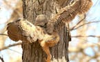 Young birds can be very active in and around their nest home. They stand on nearby branches, they hop, they fall. If you are a great horned owl chick,
