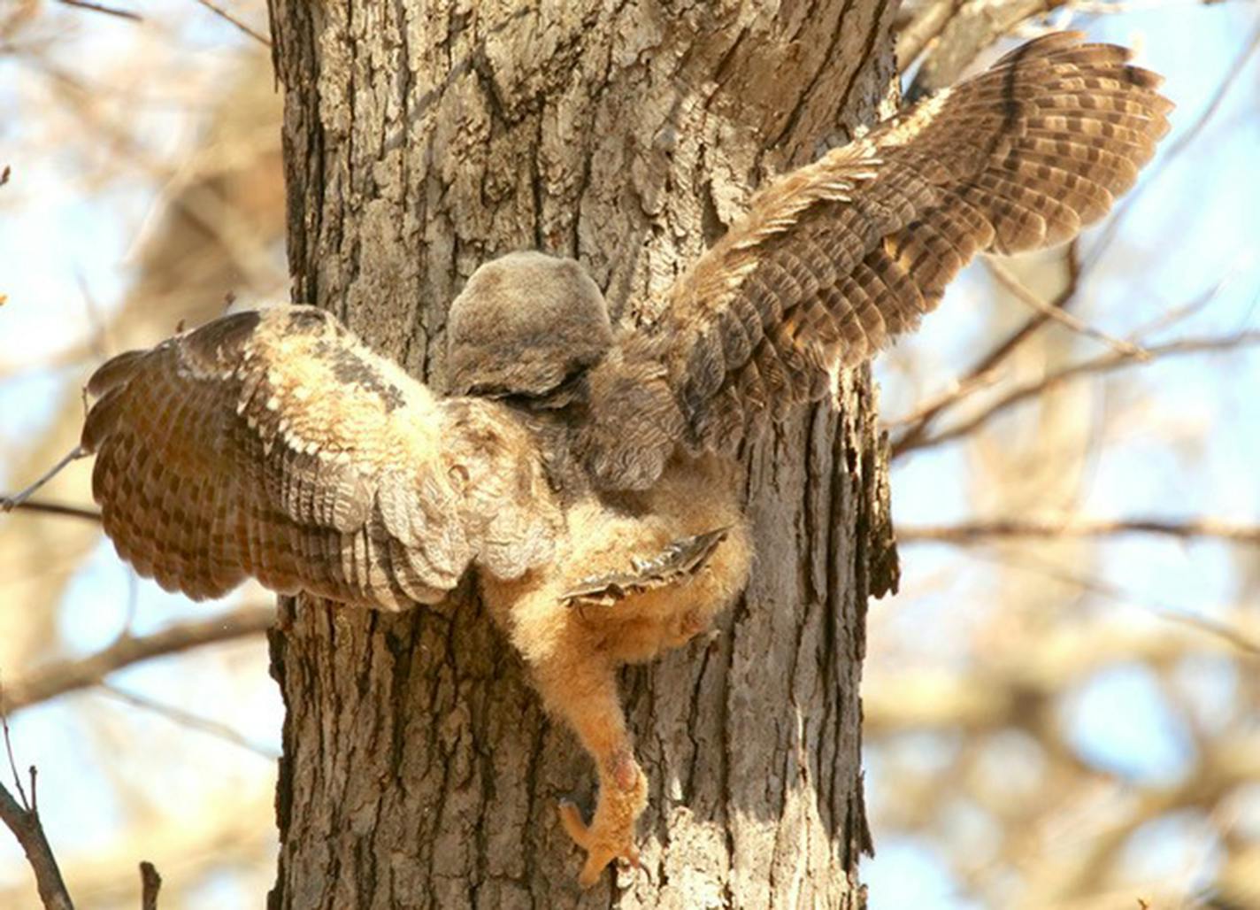 Young birds can be very active in and around their nest home. They stand on nearby branches, they hop, they fall. If you are a great horned owl chick, pictured, you can solve your own problem. Shinny up the tree to get back to where you belong, using talons for climbing, wings for balance. Photo from Jim Williams