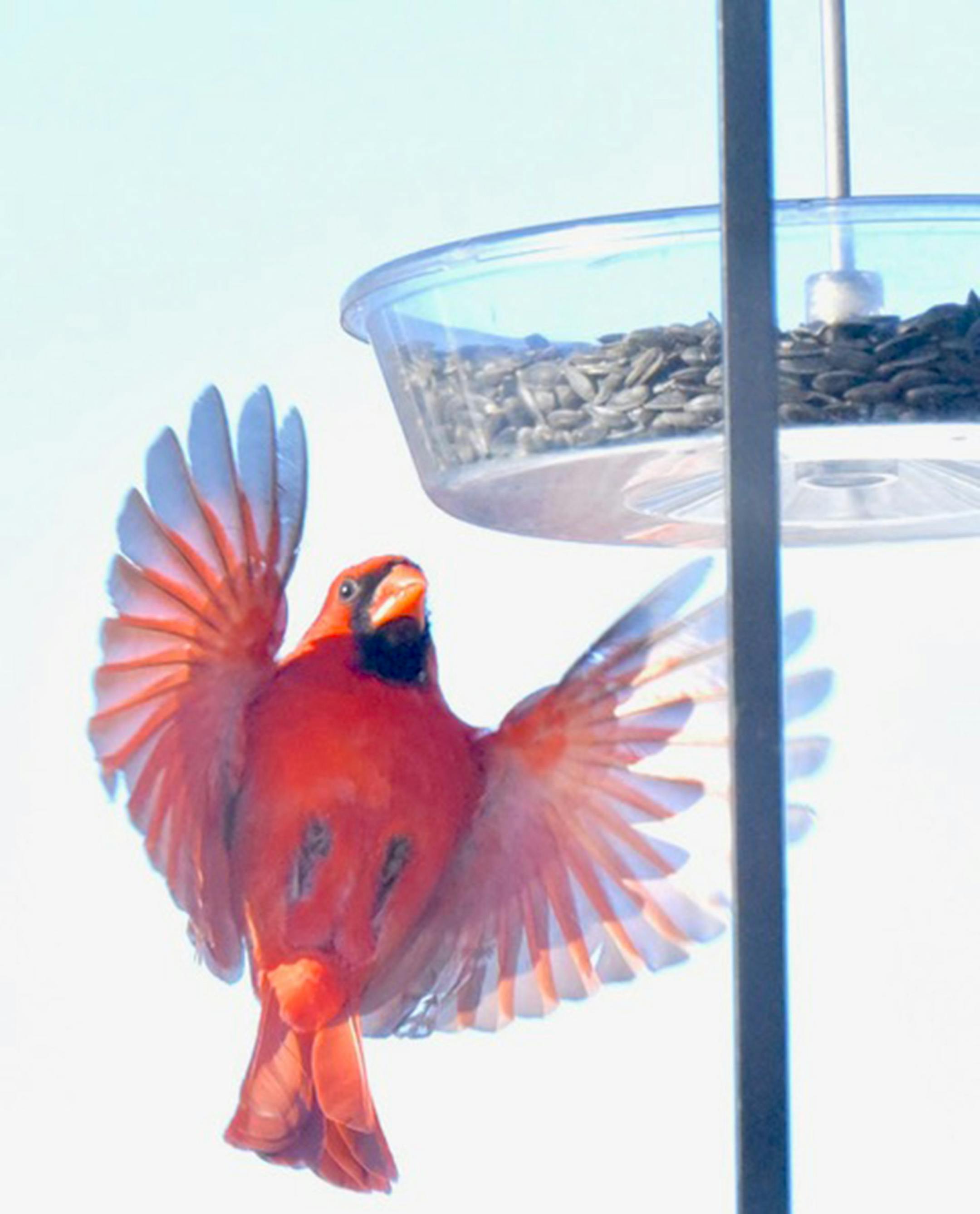A male Northern cardinal flying toward a feeder filled with black-oil sunflower seeds.