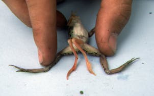 A deformed frog with two extra hind legs is shown in this photo from the mid-1990s.