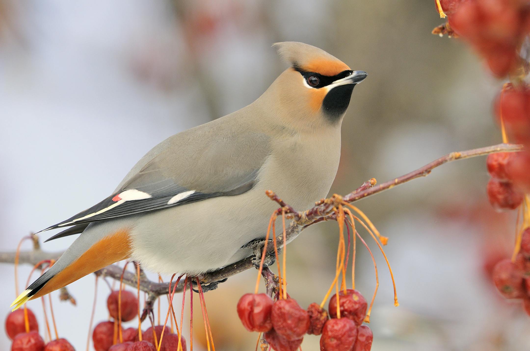 Fruit-loving birds like a Bohemian waxwing can be attracted by planting fruit-bearing trees or shrubs. Crabapple and moutain ash trees are their favorites.