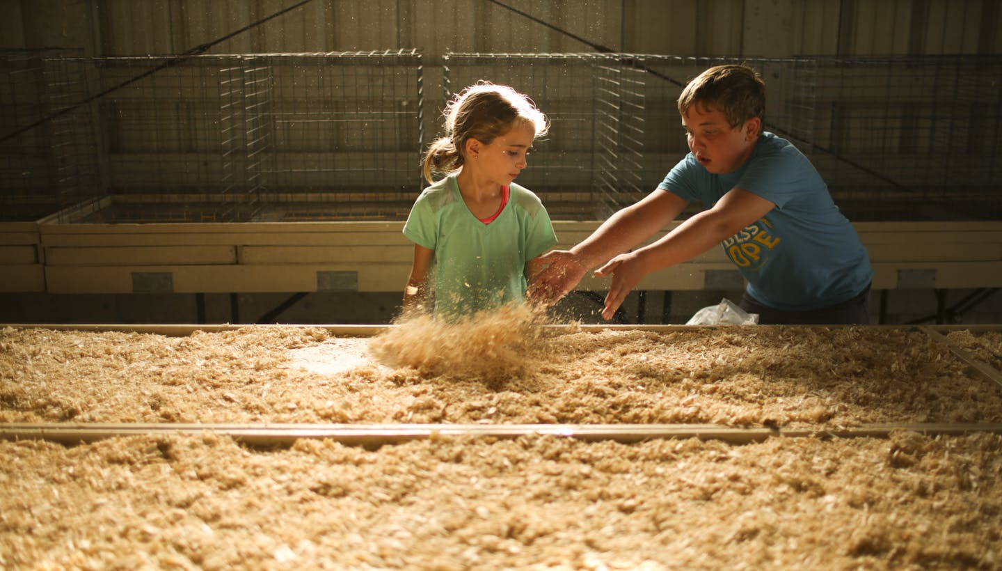 Mary Strommen, 8, and Connor Eby, 11, spread wood shavings in trays before the cages for rabbits were placed on them Monday evening at the Dakota County Fairgrounds in Farmington. They're both going to show rabbits at the fair next week. ] JEFF WHEELER &#x2022; jeff.wheeler@startribune.com The Dakota County Fair begins August 10, but for 4-H'ers the event started Monday evening, August 3, 2015 as they were grilled by judges on just how well they know their swine, rabbits, and goats.