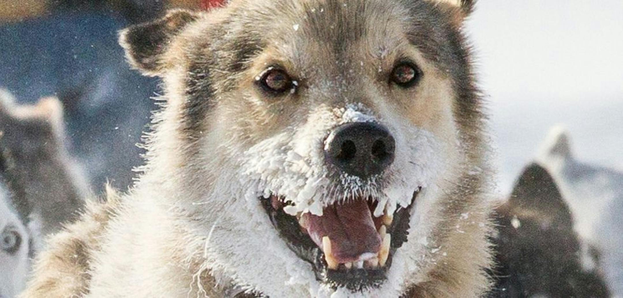 Gunflint Mail Run is Jan. 7-8, leaving from Grand Marais, Minn.