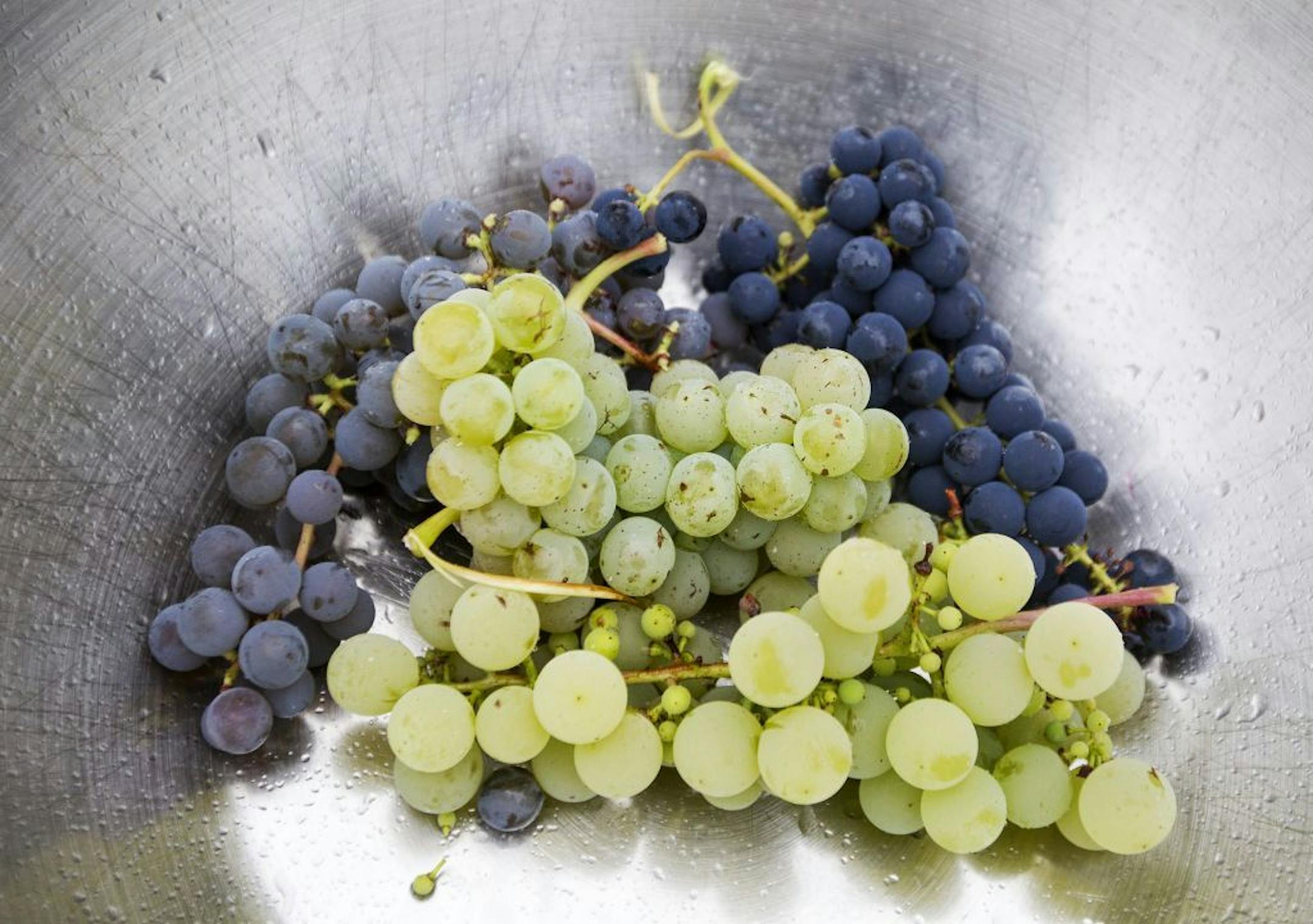 Unique to pre-harvest time, tour guests can taste various grape varieties which make the wine at Four Daughters Vineyard and Winery in Spring Valley August 28, 2014.