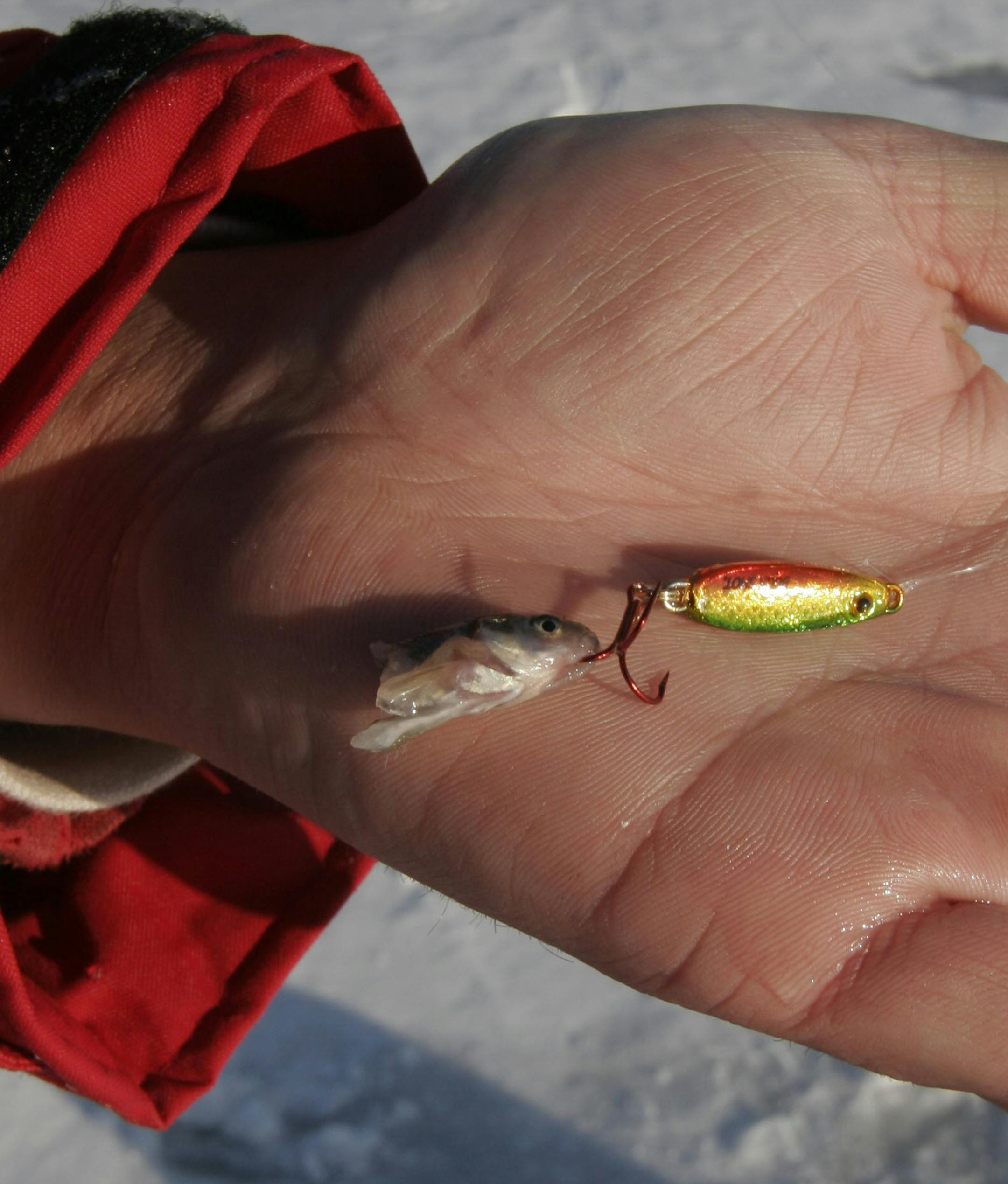 Tony Roach used a small 1/8th ounce spoon tipped with a minnow head to catch walleyes on Lake Mille Lacs.