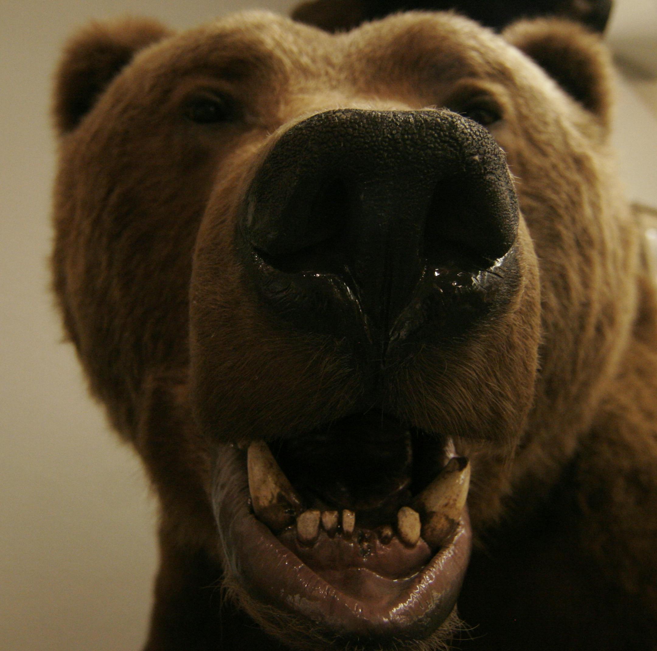 A brown bear on display at the Pope and Young Club Museum in Chatfield, Minn. Star Tribune photo by Doug Smith