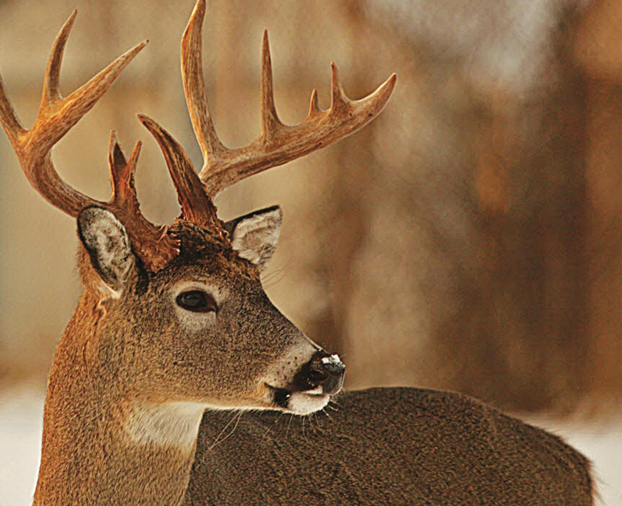 Minnesota’s deer herd population is among the issues of interest to the Minnesota Deer Hunters Association, and new executive director Craig Engwall.