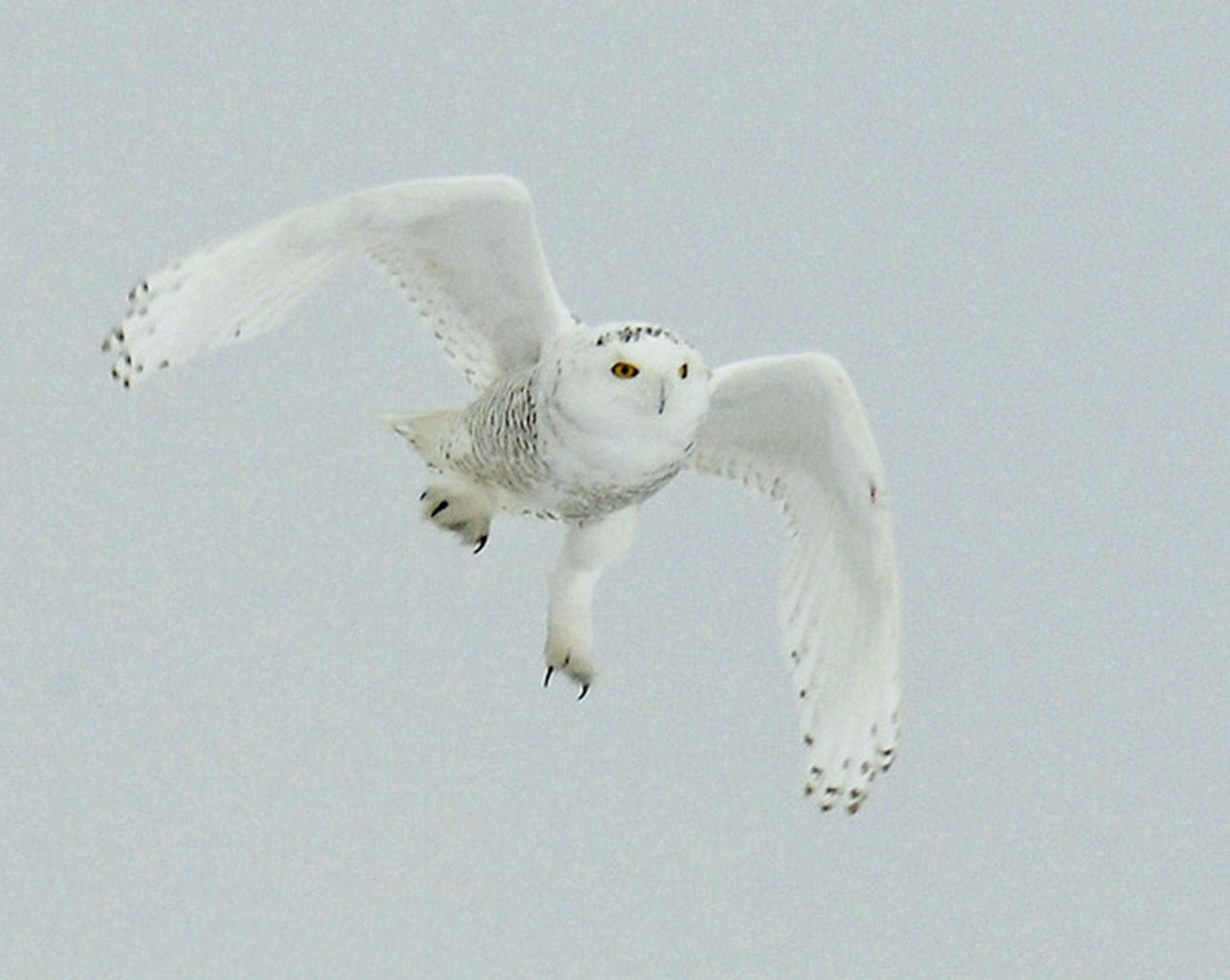 A snowy owl in flight.