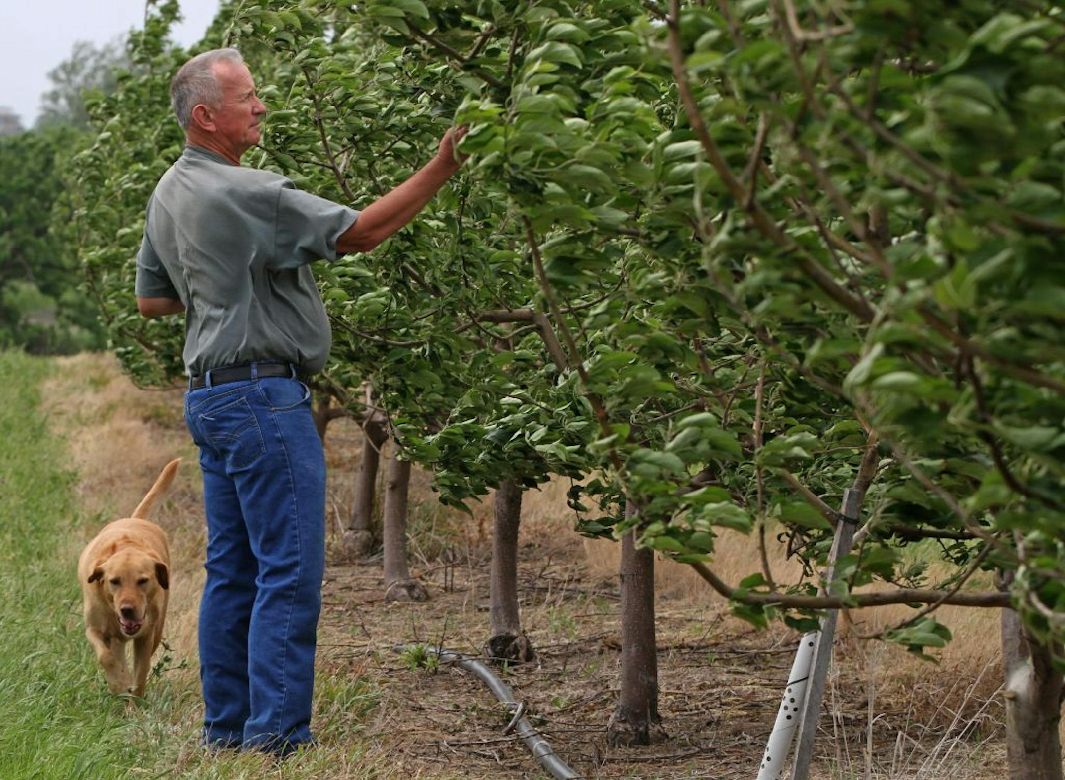 Ross Nelson of Nelson's Apple Farm in Webster MN., and his dog Paula, checked his trees for the few apples that are growing this season, after his farm was hit with the spring freeze were temperatures dropped from 17 degrees to 24 degrees overnight, wiping out 80% to 90% of his apple crop. Nelson said most of the apple trees have far fewer apples growing and some of his trees have no apples growing at all. Nelson was photographed on 5/23/12.