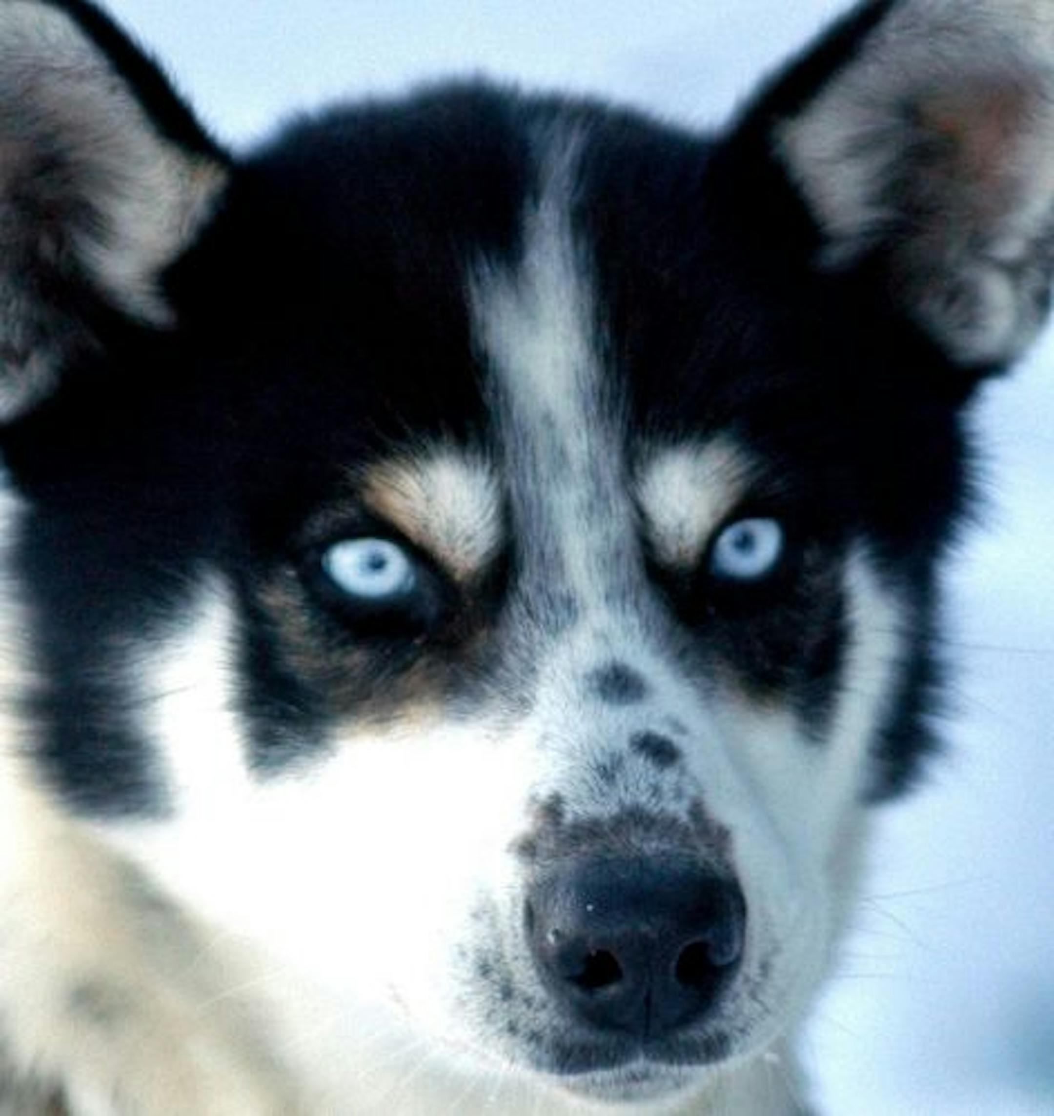 Stu McEntyre favors slender running dogs of the type still often chosen by racers for their speed and stamina.