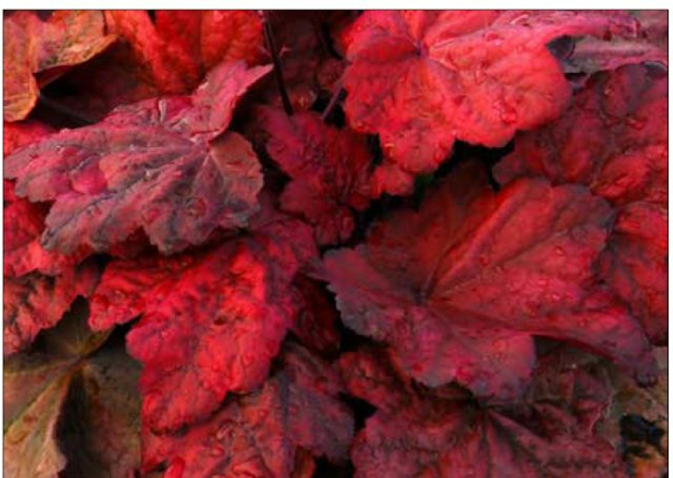 Heuchera 'Autumn Leaves'