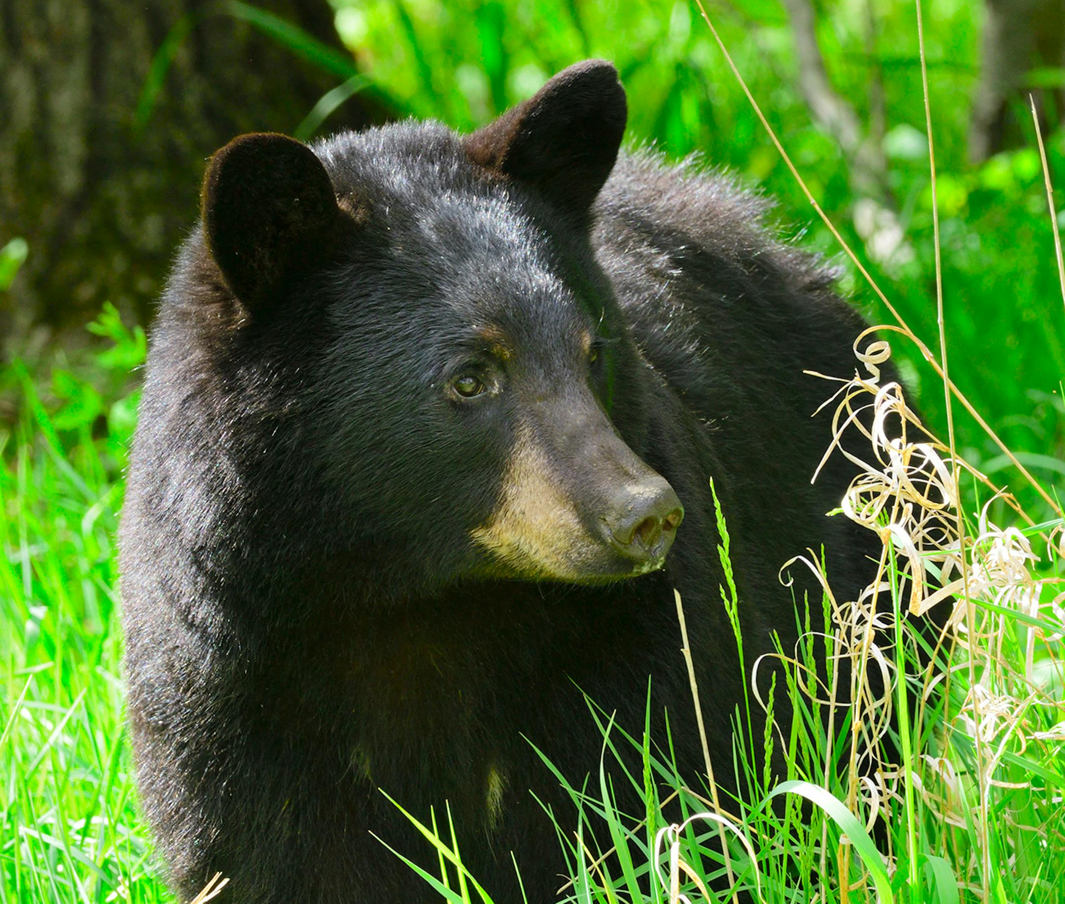This black bear and two others had been visiting Marchel's backyard to feed on bird seed only at night. Finally it showed during daylight hours.