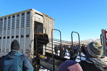 Eventually, smelling the fresh air and pasture grass, the bison began emerging from the truck.