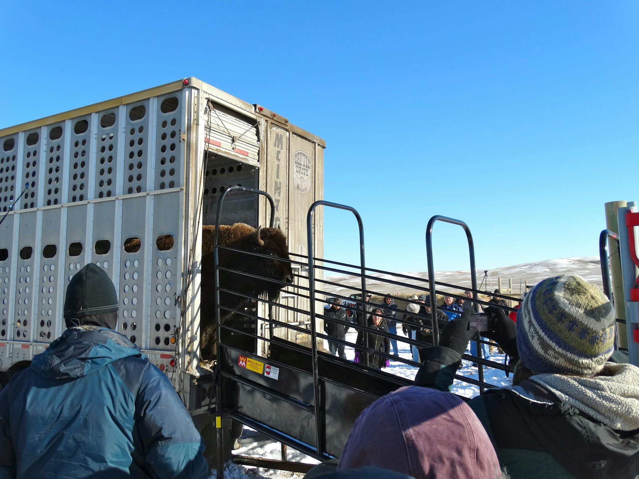 Eventually, smelling the fresh air and pasture grass, the bison began emerging from the truck.