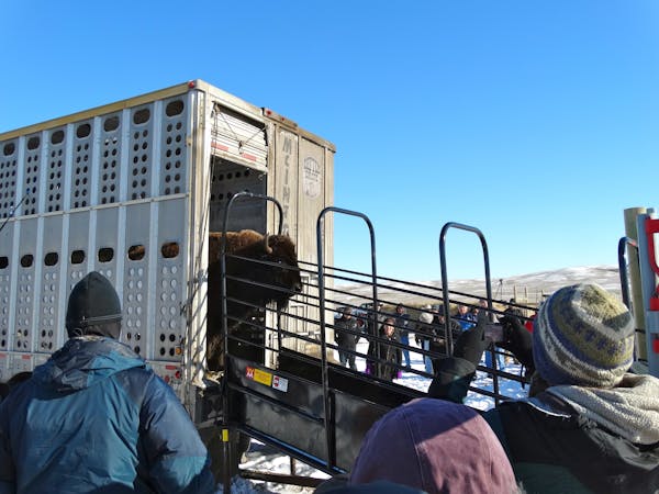 Eventually, smelling the fresh air and pasture grass, the bison began emerging from the truck.